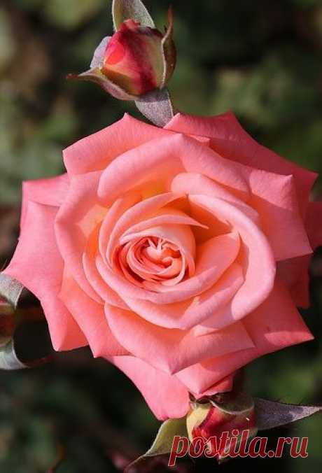 Pink Rose  |  Pinterest: инструмент для поиска и хранения интересных идей