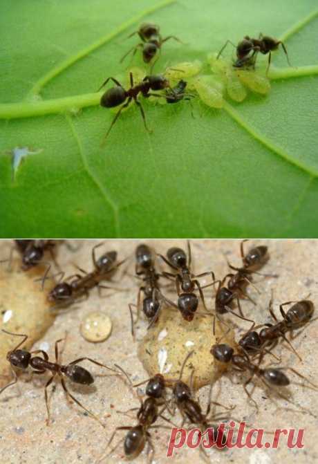 Муравьи на огороде: способы избавления