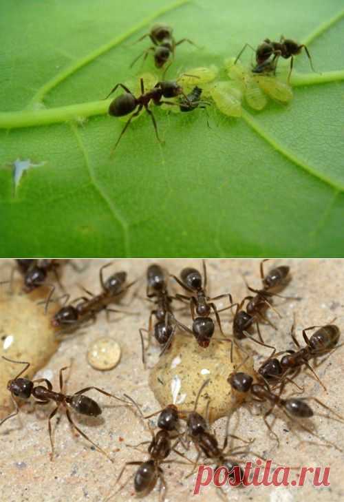Муравьи на огороде: способы избавления
