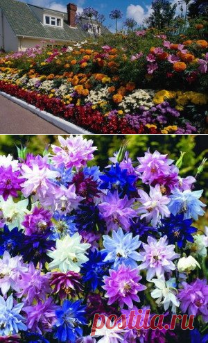 Многолетние цветы для дачи – высаживаем садовые композиции из многолетников + Фото и видео