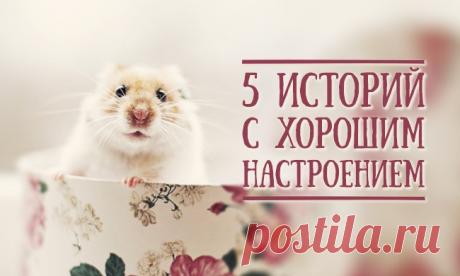 5 историй с хорошим настроением