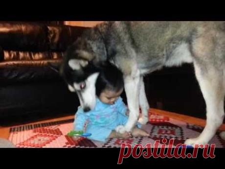 Siberian Husky Fights With Baby for Toy!