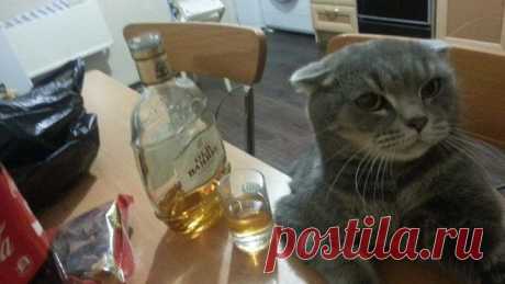 Стопкадр