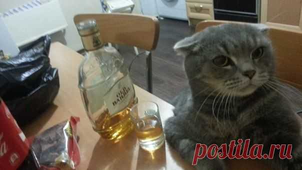 Стопкадр