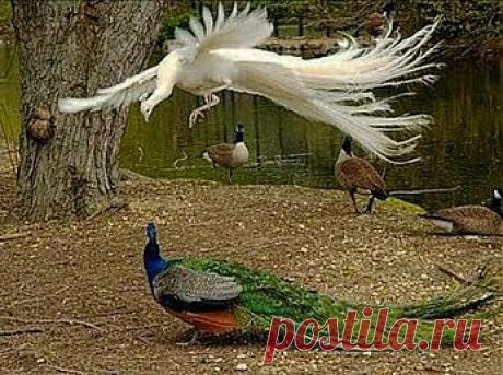 sweet animals – Google+