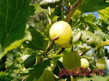 Зачем сажать помидоры рядом с крыжовником: неожиданный симбиоз, который удваивает урожай. Садоводы любят эксперименты, но редко кто решается на смелые комбинации. А ведь именно они порой дают самые щедрые результаты.