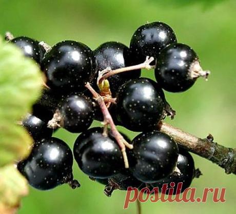 Черная смородина: 5 секретов богатого урожая