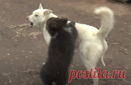 Хозяин вдруг заметил у собаки лишнего щенка, а когда поднял его – понял, что это лесной зверь | Тайган | Дзен