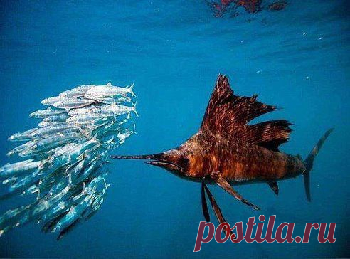 рыба-шампур