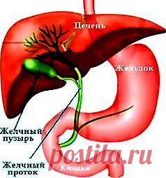 Лечение, очищение печени. Гепатиты, цирозы..