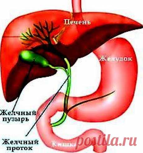 Лечение, очищение печени. Гепатиты, цирозы..