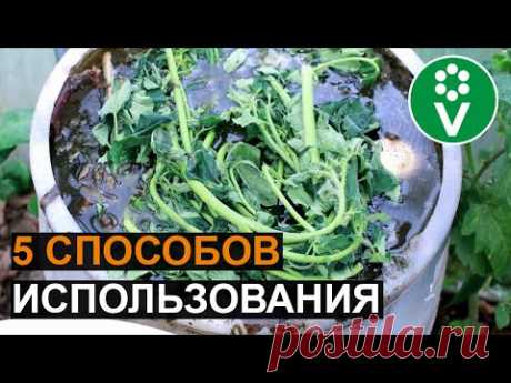 НЕ ВЫКИДЫВАЙТЕ ПАСЫНКИ ТОМАТОВ! Используйте их с пользой для сада и огорода!