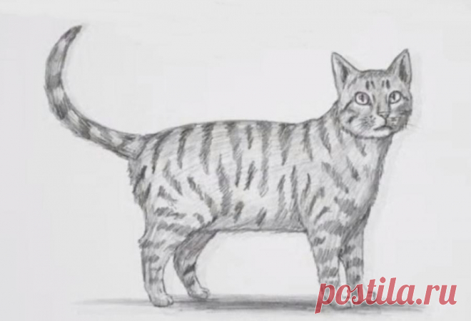 Как нарисовать кота карандашом поэтапно