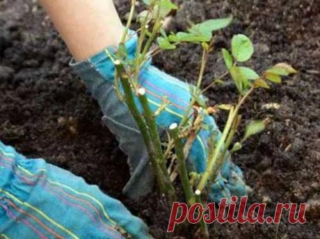 Как посадить РОЗУ весной: учимся по всем правилам