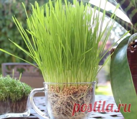 Этот человек использует подгузники в садоводстве. То, до чего он додумался - просто гениально!