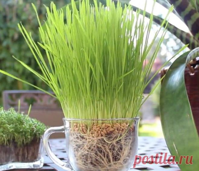 Этот человек использует подгузники в садоводстве. То, до чего он додумался - просто гениально!