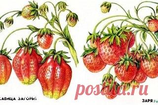 Полезное о выращивании клубники 

Клубника (садовая земляника) - многолетнее травянистое вечнозелёное растение с регулярным обновлением листьев. Наблюдаются две волны активного роста листьев - весной в начале вегетации и летом после сбора урожая. Наибольшая потеря листьев происходит в период с поздней осени до весны при пониженных температурах воздуха и отсутствии снежного покрова. При неблагоприятных условиях живыми к весне остаются только рожки. 
Надземная часть куста кл...