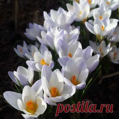 Крокусы