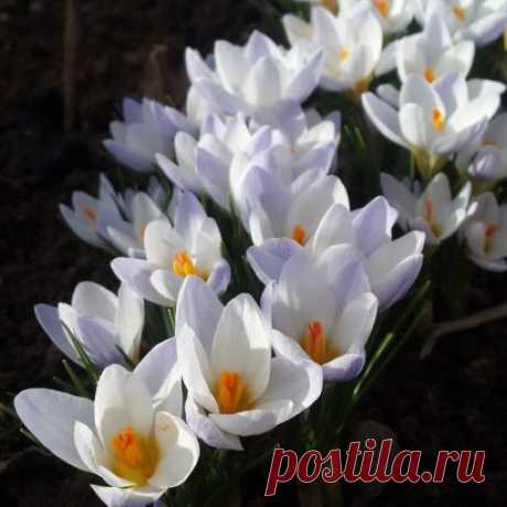 Крокусы