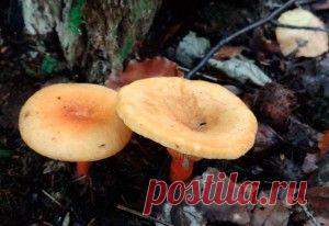 Соленые рыжики «По-царски»