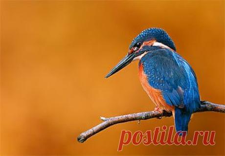 Зимородки — самые миниатюрные представители клана пернатых рыболовов. Мелкая рыбешка составляет основу их рациона, дополнением к которому служат водные насекомые, головастики и лягушата. Избранный зимородками способ рыбалки, как и ловля на удочку с поплавком, требует тишины и терпения. Рыболов усаживается на веточку над самой водой и ожидает, когда подплывет рыбка. Затем следует молниеносный бросок, вздымается фонтан брызг — и с очередной добычей птица торопится к голодным птенцам.