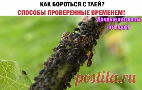 Одноклассники. Борьба с тлей на даче.