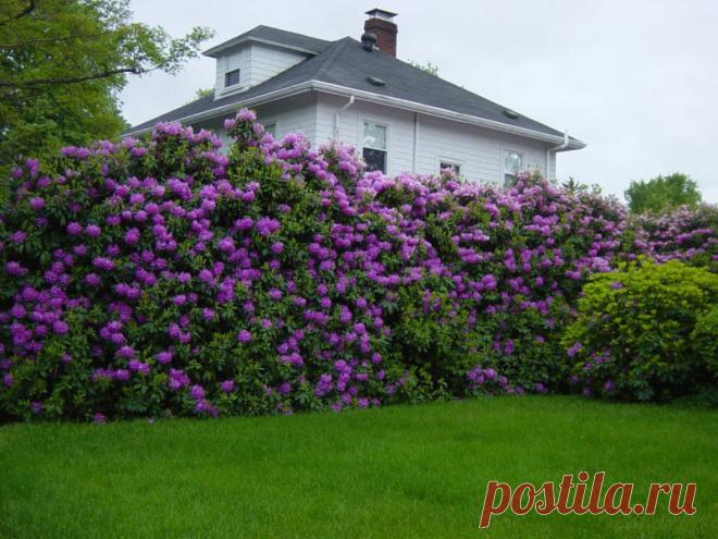 Растения, которые подходят для живой изгороди Какие растения стоит посадить на своем участке в качестве живой изгороди.