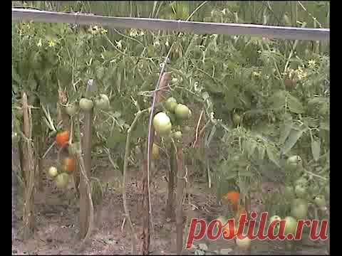 Спасаем от фитофторы помидоры с огурцами... - Страна Мам