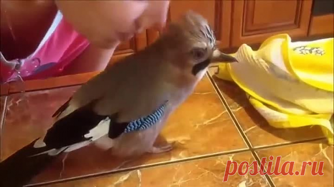 Говорящая Сойка:))) Вы такого ещё НЕ видели)))
