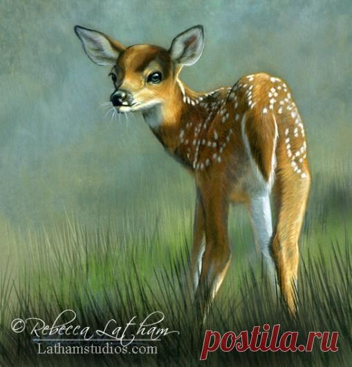 Блог | Картины дикой природы и природы Ребекки Лэтэм