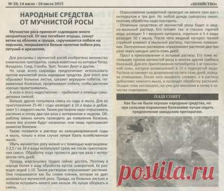 Народные средства от мучнистой росы