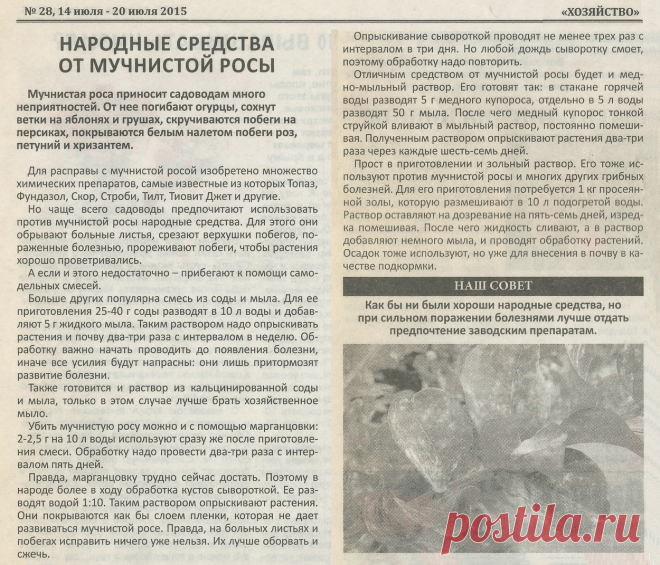 Народные средства от мучнистой росы