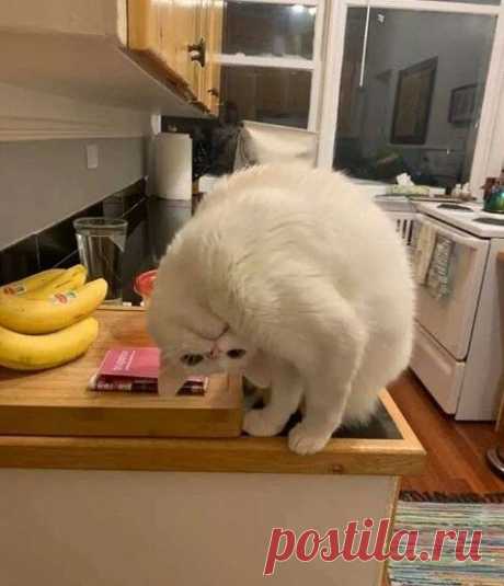 КотоТерапия, часть 2. Забавные котики для хорошего настроения. Улыбитесь! )) | Мечтательная кошка | Яндекс Дзен