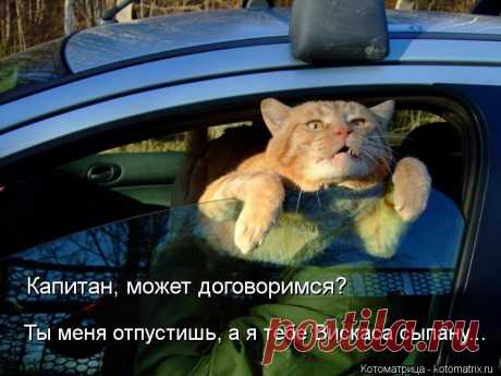 Я тебе,гад,всё в тапки выскажу! Котоматрица.