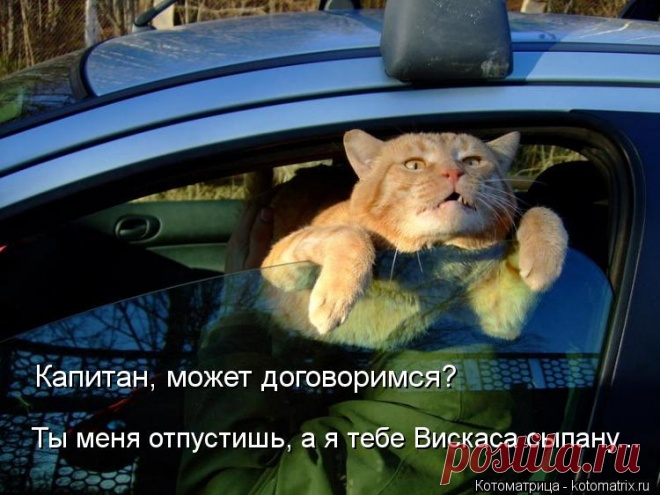 Я тебе,гад,всё в тапки выскажу! Котоматрица.