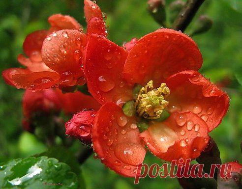 Талисман удачи. Добавь на свою страницу.. Добавлена фотография в альбом Цветы