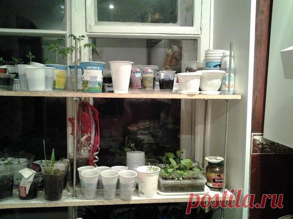 Стеллаж для рассады своими руками Лет 10 назад муж сделал мне разборные стеллажи для рассады из металлических прутков и плит из ДВП   Разборный стеллаж Но в интернете однажды я увидела деревянный стеллаж, и он показался мне более инте…