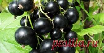Черная смородина. Куст большой, а ягод нет! Почему? | 6 соток