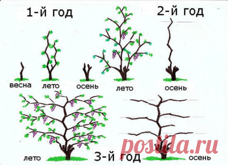 виноград долго не просыпается что делать