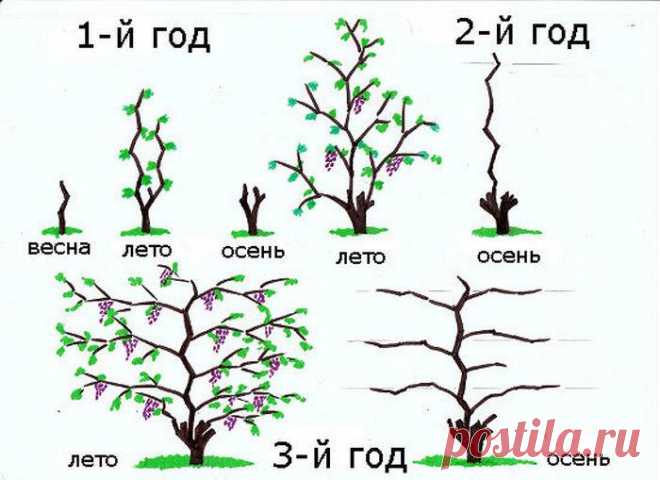 виноград долго не просыпается что делать