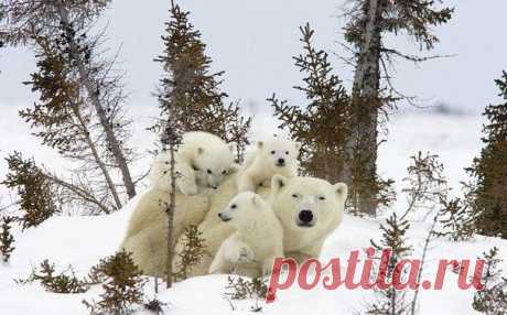 Посмотрим, что это за лес такой, а то все - лёд, да лёд.