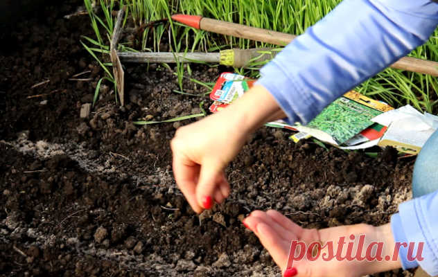 Какие овощи можно сеять в июне и как правильно за ними ухаживать — Дачный участок