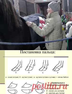 Как седлать лошадь - подготовка животного и инструкция