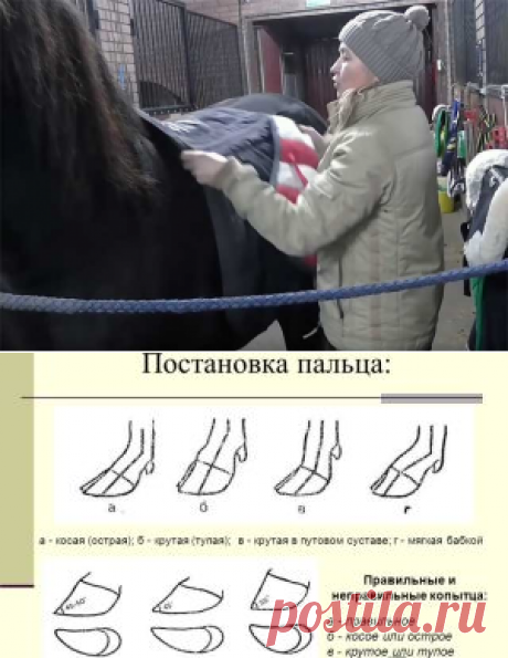 Как седлать лошадь - подготовка животного и инструкция