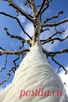 Magestic Trees
