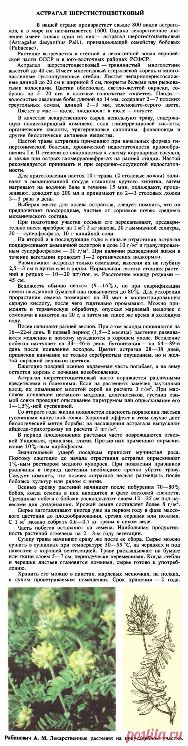 Астрагал шерстистоцветковый