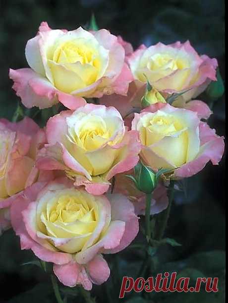 Phoenix Legenda | Flowers