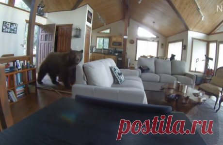 Видео: Медведь стучится в дверь, а после выбивает ее и входит в дом без приглашения