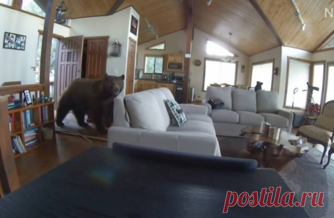 Видео: Медведь стучится в дверь, а после выбивает ее и входит в дом без приглашения