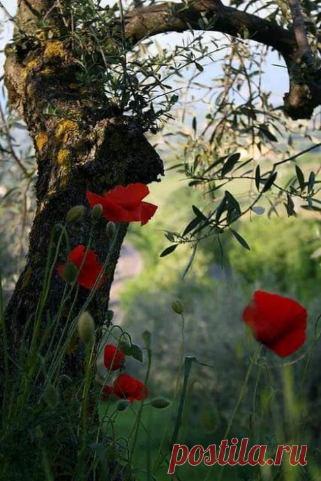 Google+